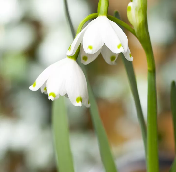 Sommer-Knotenblume Brides Maid