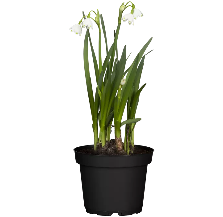 Sommer-Knotenblume Brides Maid