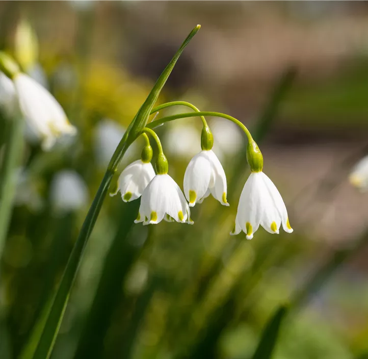 Sommer-Knotenblume Brides Maid