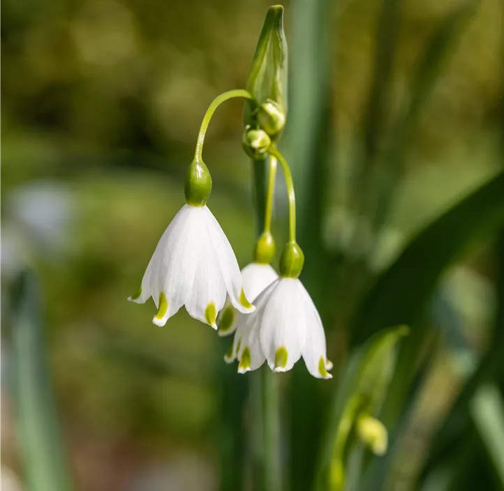 Sommer-Knotenblume Brides Maid