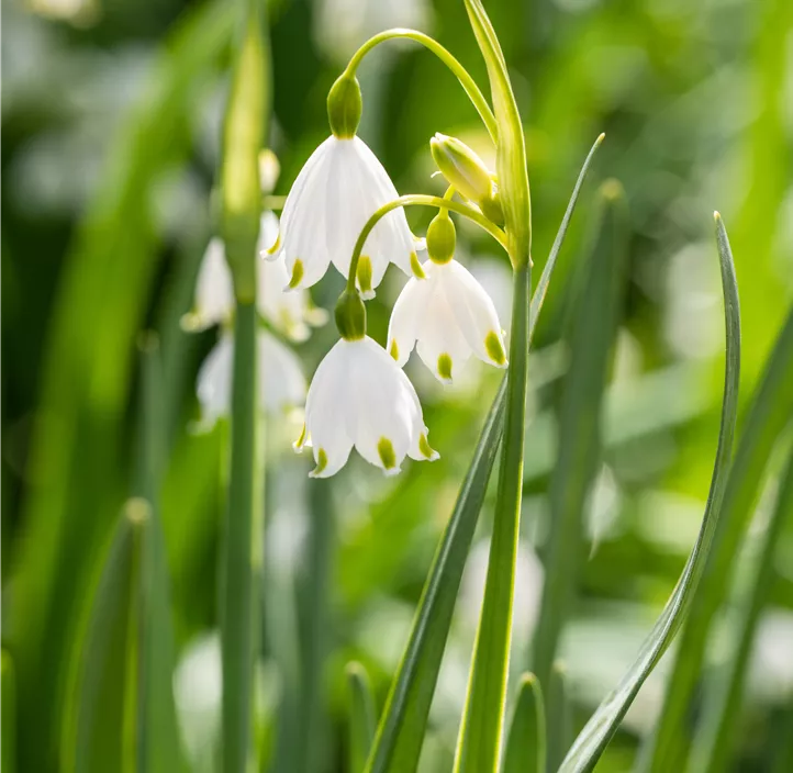 Sommer-Knotenblume Brides Maid