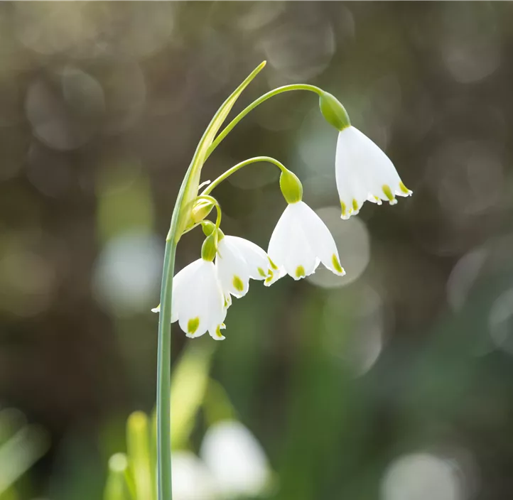 Sommer-Knotenblume Brides Maid