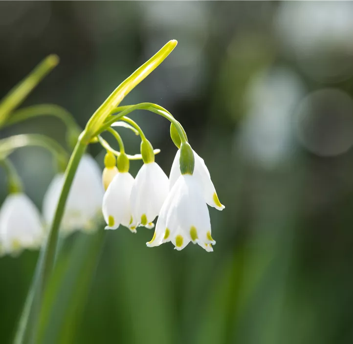 Sommer-Knotenblume Brides Maid
