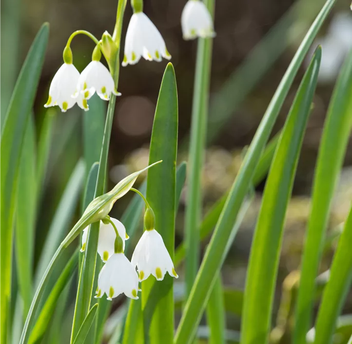 Sommer-Knotenblume Brides Maid