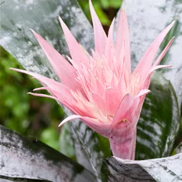 Aechmea fasciata Primera