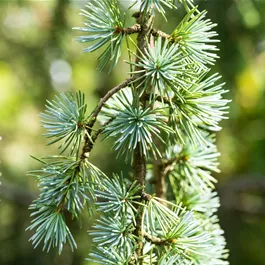 Cedrus atlantica Glauca Pyramida
