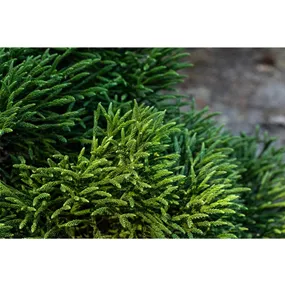 Cryptomeria japonica 'Little Champion'