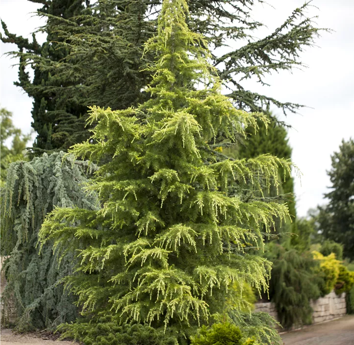 Himalaya-Zeder 'Golden Horizon'