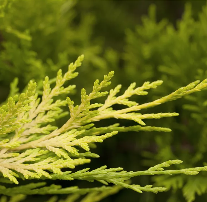 Leyland-Zypresse 'Gold Rider Spiralstamm'