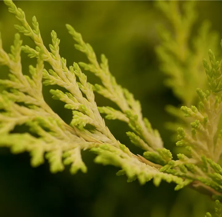 Leyland-Zypresse 'Gold Rider Spiralstamm'