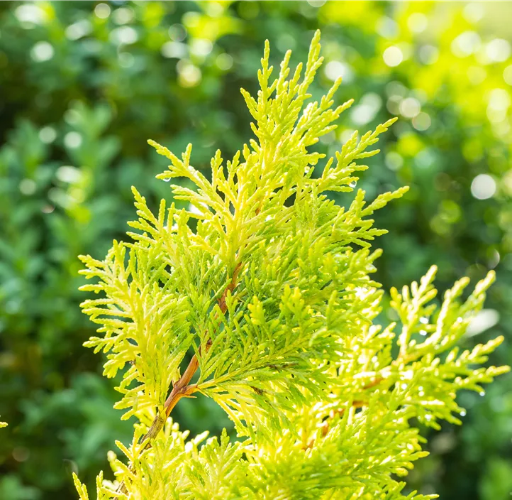Leyland-Zypresse 'Gold Rider Spiralstamm'