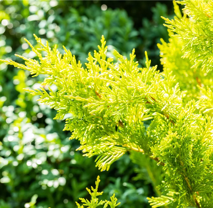 Leyland-Zypresse 'Gold Rider Spiralstamm'