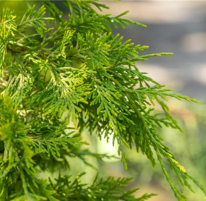 Leyland-Zypresse 'Gold Rider Spiralstamm'