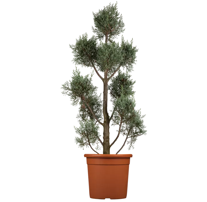 Blaue Säulen-Arizona-Zypresse 'Fastigiata Glauca' Pompom