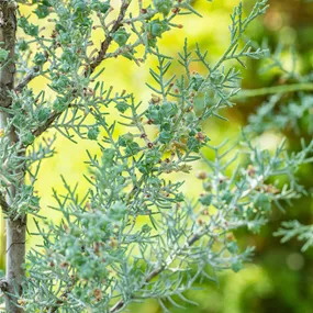Cupressus arizonica Fastigiata Spirale