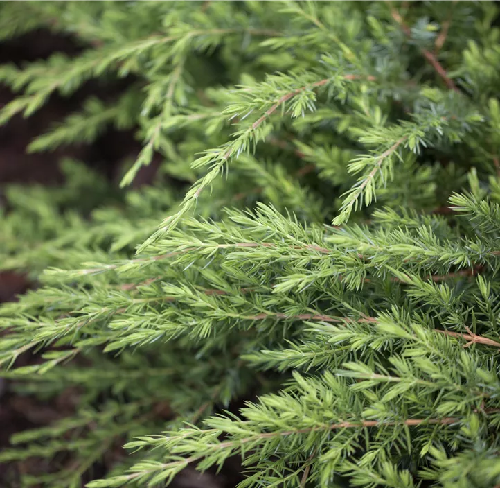 Sachalin-Kriechwacholder 'Schlager'