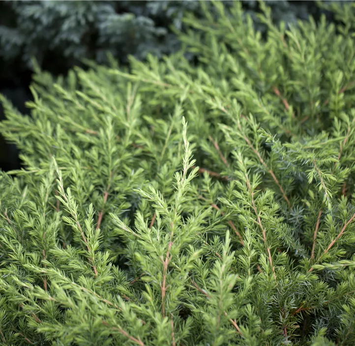 Sachalin-Kriechwacholder 'Schlager'