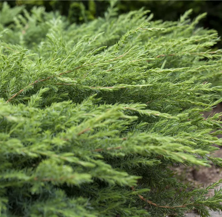 Sachalin-Kriechwacholder 'Schlager'