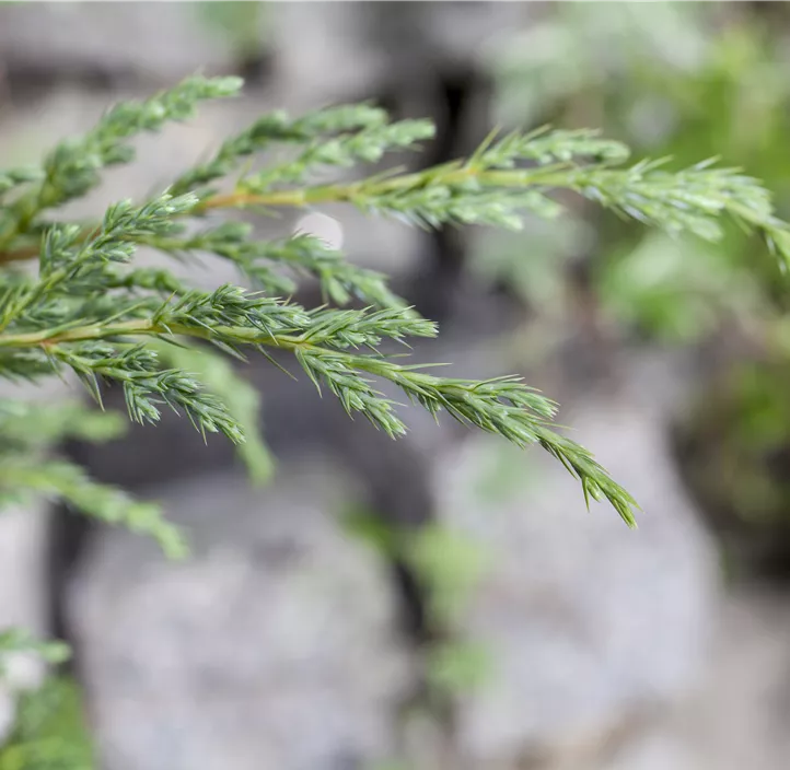 Sachalin-Kriechwacholder 'Schlager'