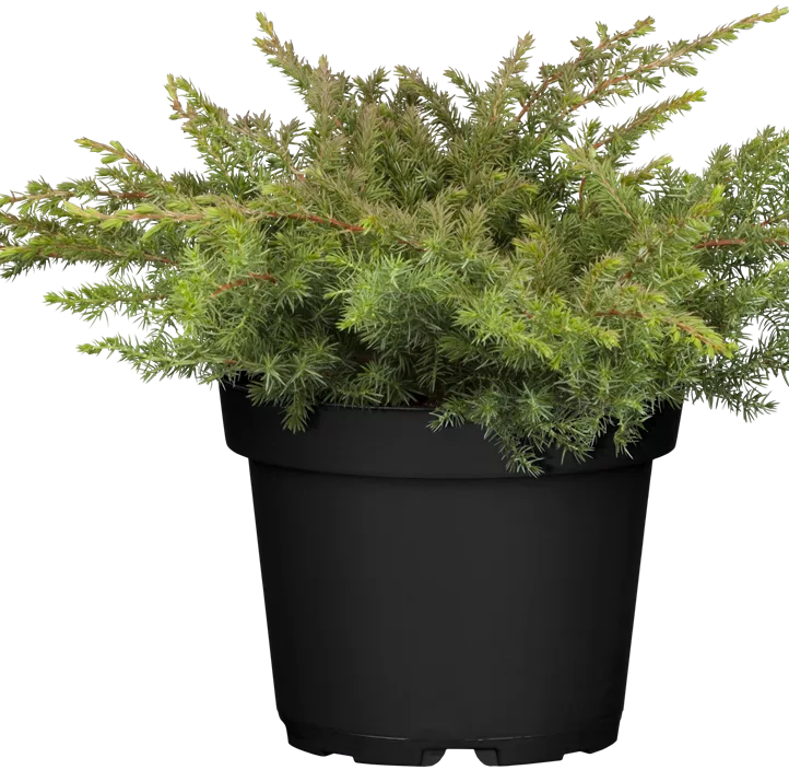 Sachalin-Kriechwacholder 'Schlager'