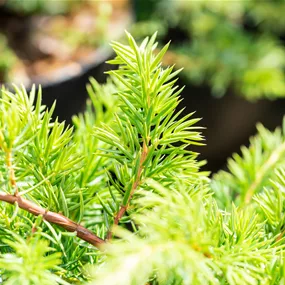 Juniperus conferta Schlager
