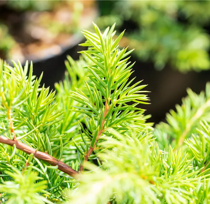 Sachalin-Kriechwacholder 'Schlager'