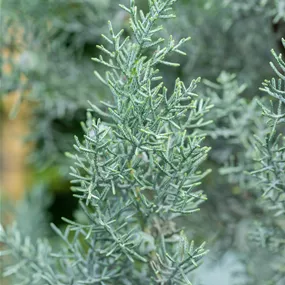 Cupressus arizonica fastigiata Glauca Ministamm