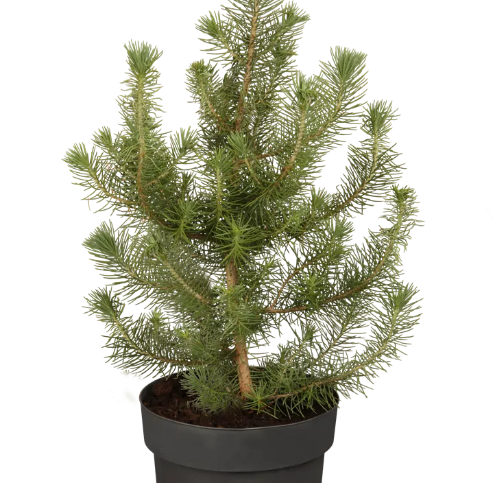 Pinie 'Silver Crest'