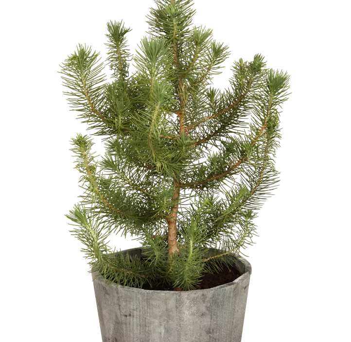 Pinie 'Silver Crest'