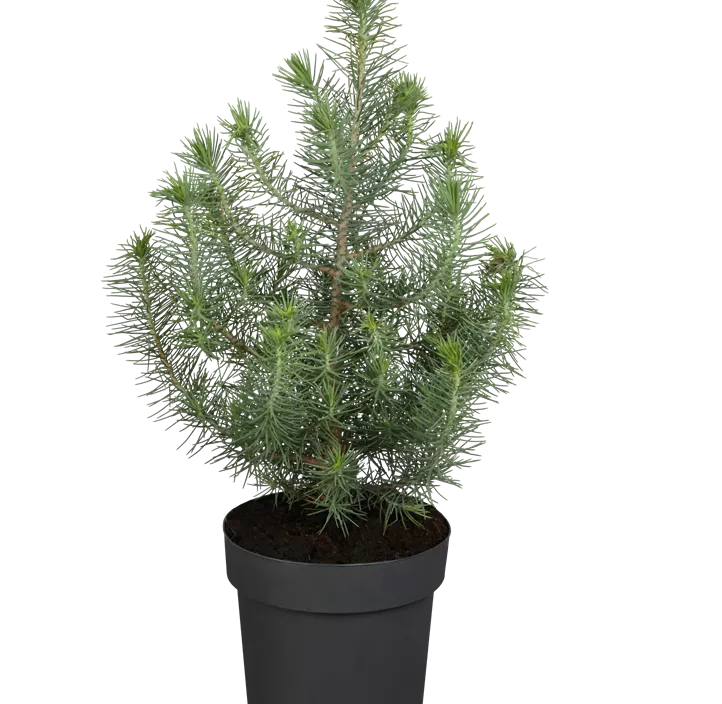 Pinie 'Silver Crest'