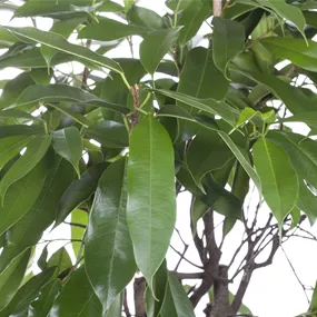 Ficus Amstel King Stamm