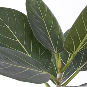 Ficus benghalensis Audrey geflochten