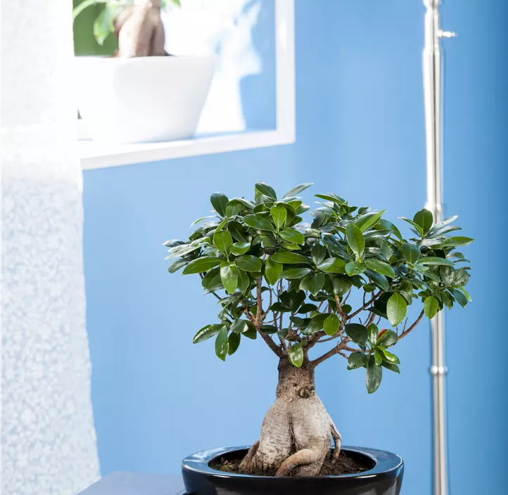 Chinesische Feige 'Ginseng'