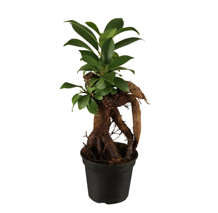 Chinesische Feige 'Ginseng'