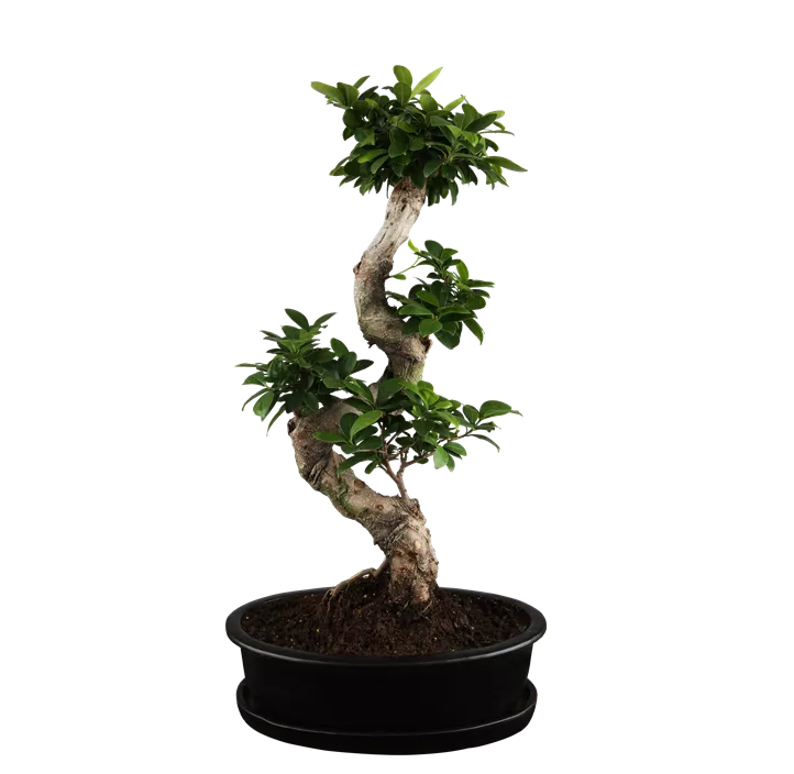 Chinesische Feige 'Ginseng'