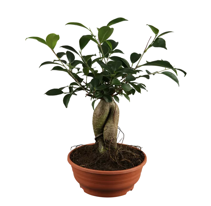 Chinesische Feige 'Ginseng'