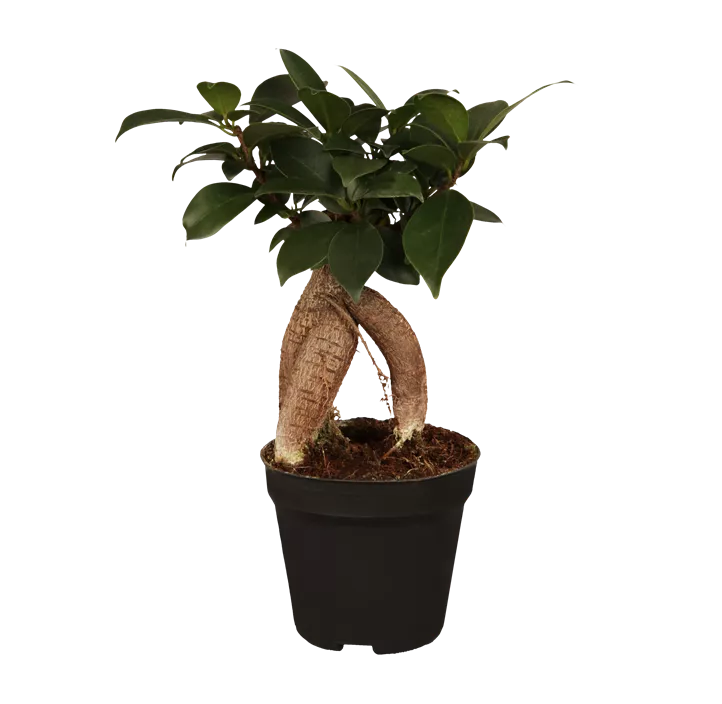 Chinesische Feige 'Ginseng'