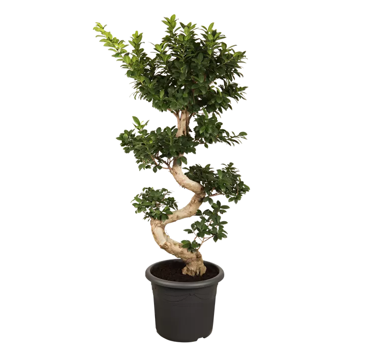 Chinesische Feige 'Ginseng'