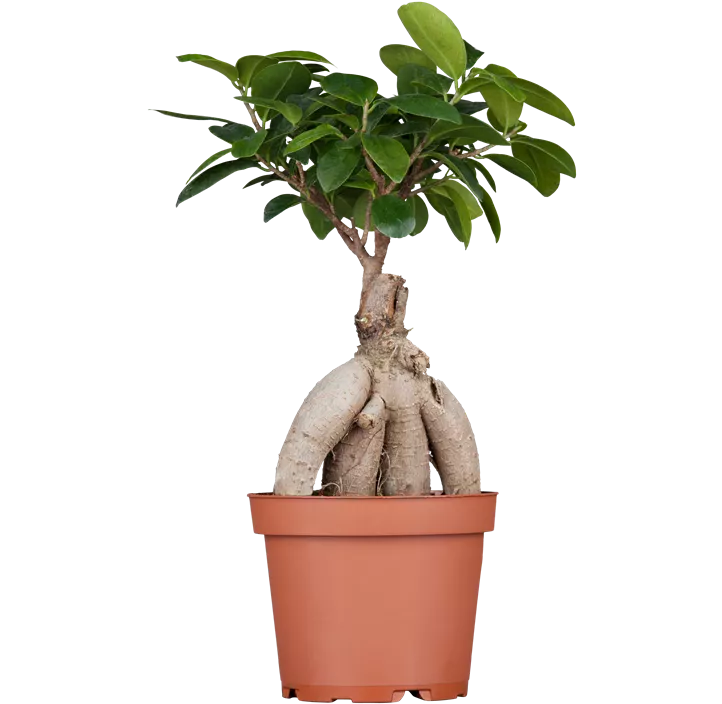 Chinesische Feige 'Ginseng'