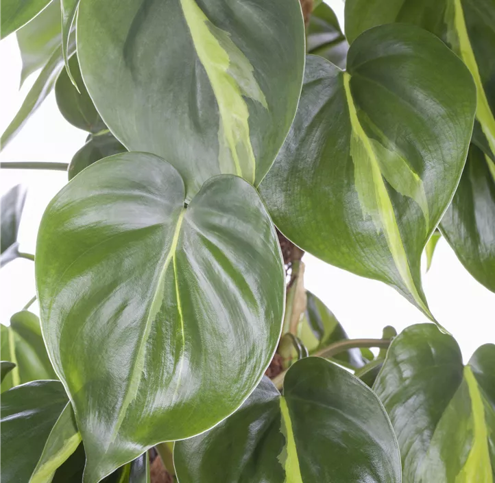 Kletternder Philodendron 'Brasil'