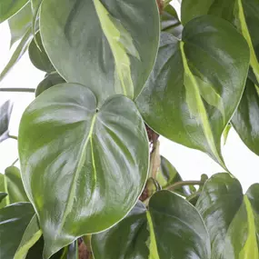 Philodendron scandens Brasil auf Moosstab