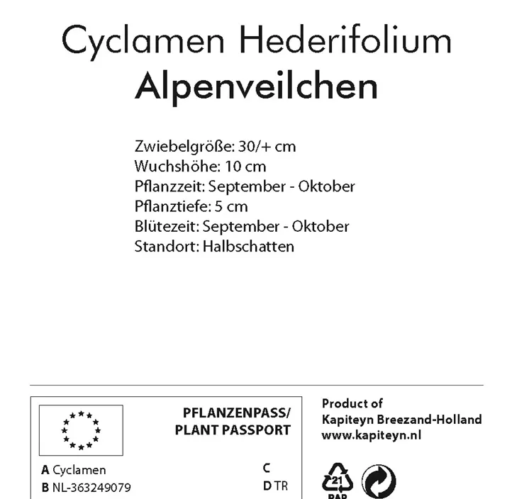 Cyclamen hederifolium XXL lose