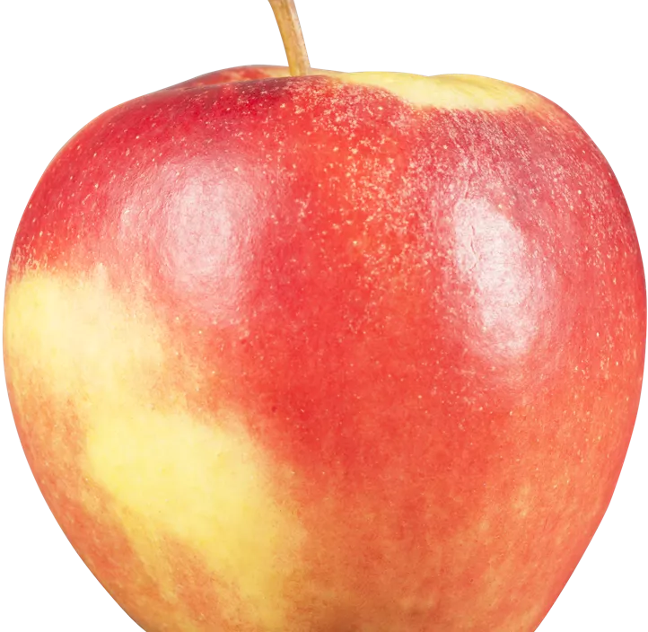 Apfel 'Elstar'