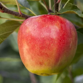 Malus domestica Santana
