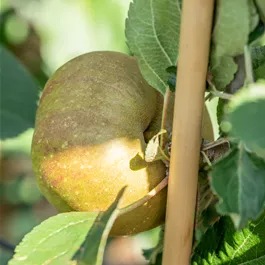 Malus domestica Gravensteiner