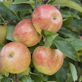 Apfel Busch