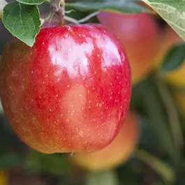 Malus domestica Braeburn