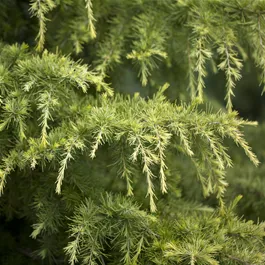 Cedrus deodara Golden Horizon