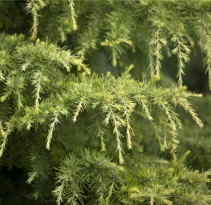 Himalaya-Zeder 'Golden Horizon'