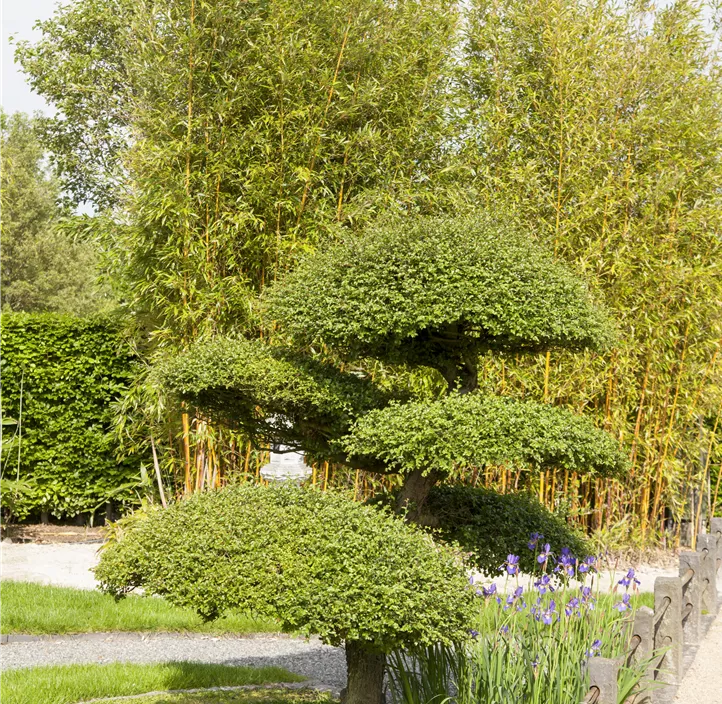 Lebensbaum Heimische Eibe